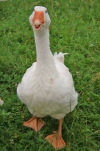 This goose was more dog than bird...or more likely was just being a bird...I just didn't know what being a bird was like