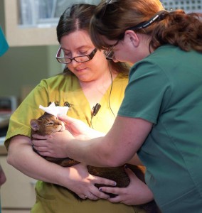 Veterinary assistants work in tandem with credentialed veterinary technicians to maximize patient care, leverage the veterinarians time, and  provide the client with a full service experience.
