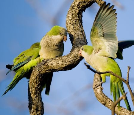 austin-monk-parakeets-at-this-year's-AAHA-conference