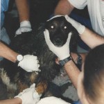 September 11th 2001 Part IV:  An Invitation to Treat Rescue Dogs on ‘The Pile’